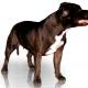 CH ZERACIOUS Highfalutin - 
